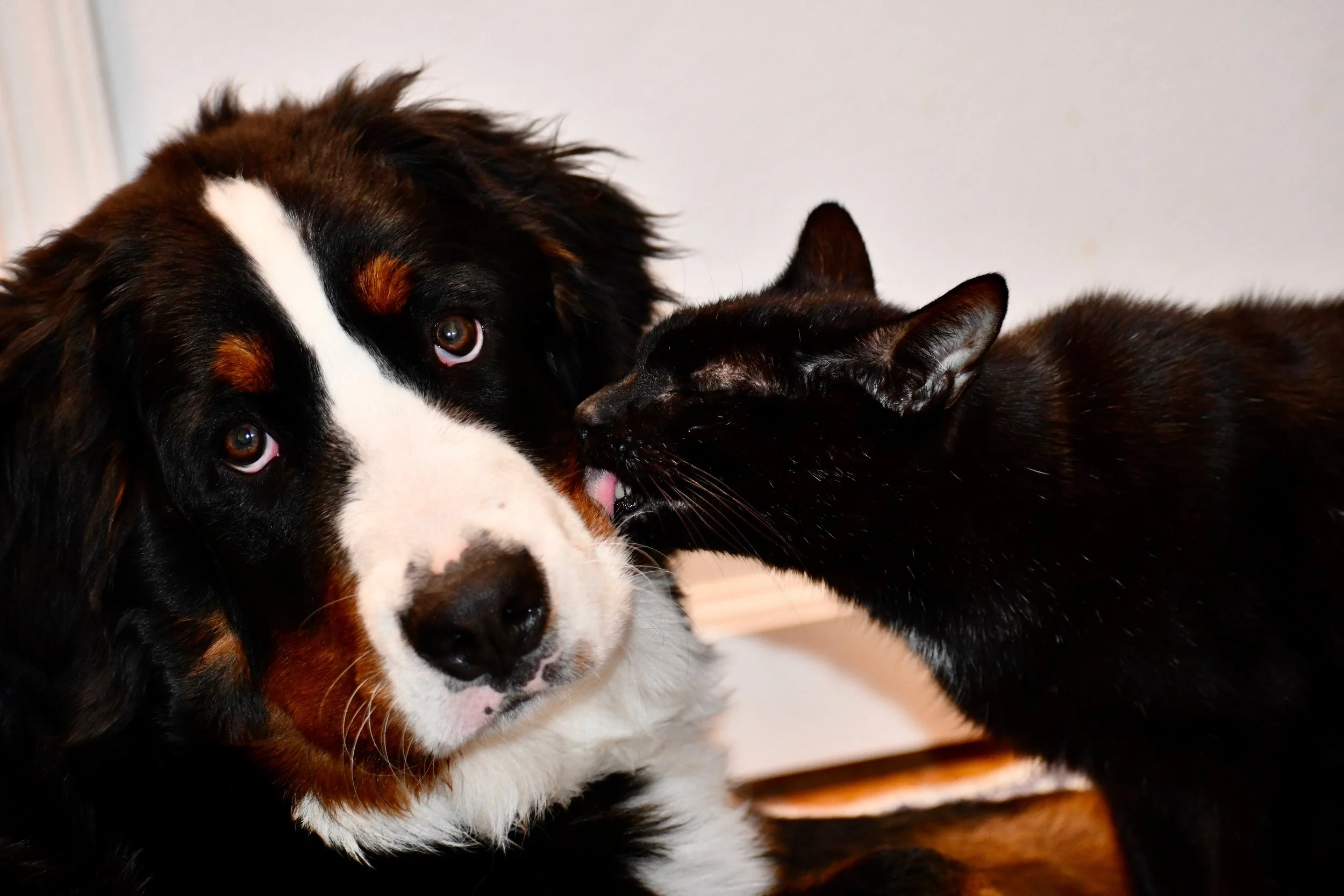 Starry and Pete.jpeg