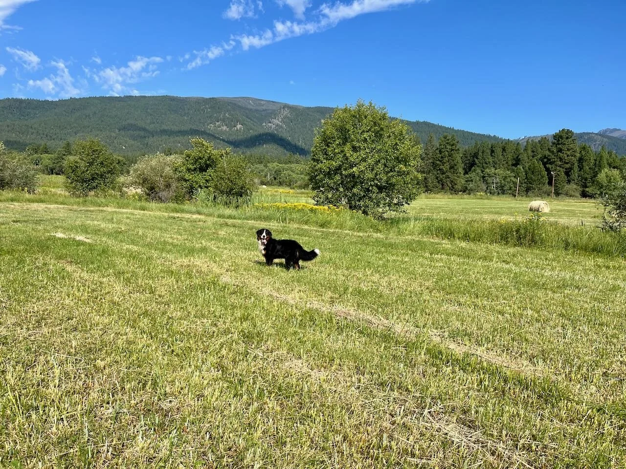 A Dog's Life (in Montana) — Kaibab Bernese Mountain Dogs