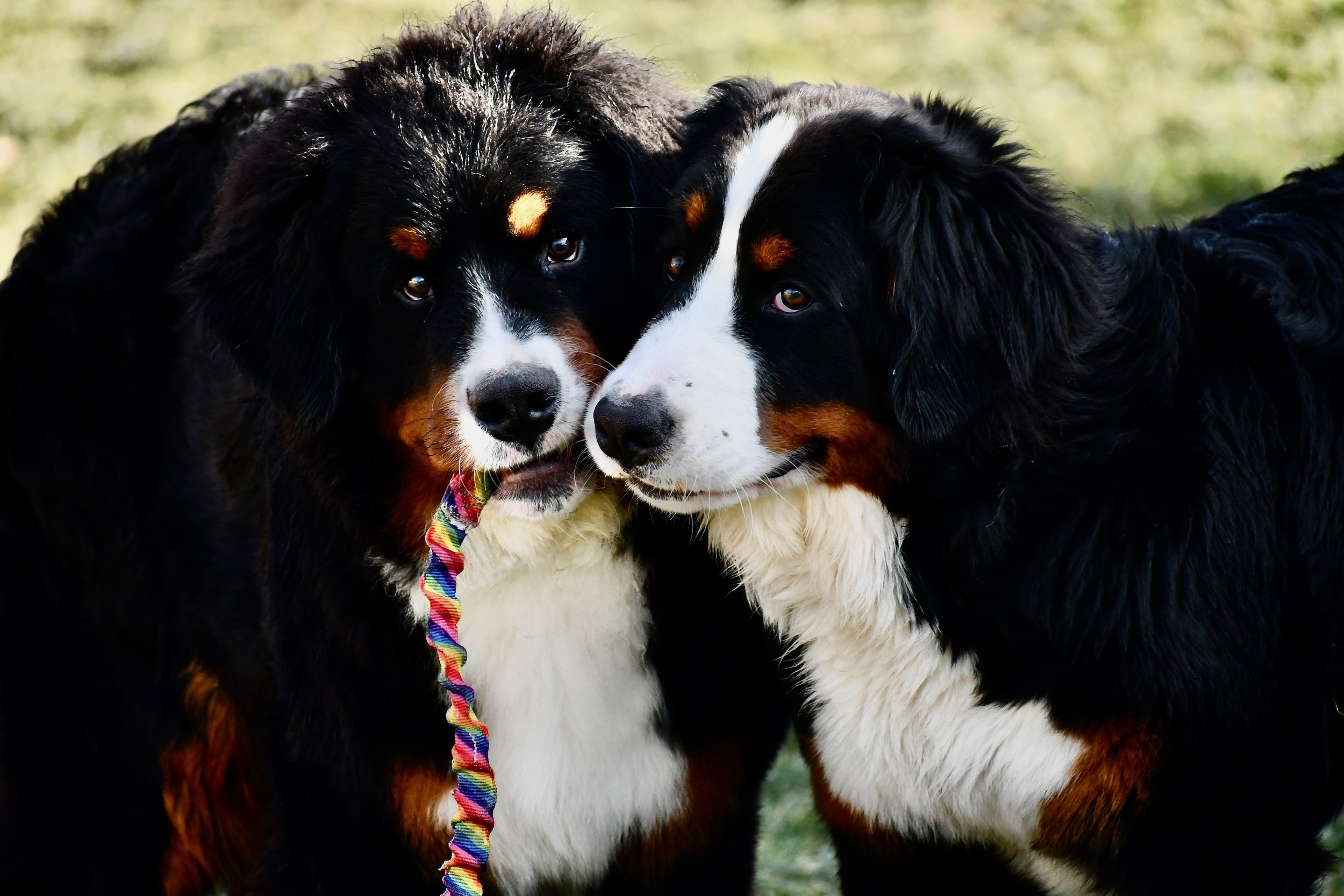 Tommy and Starry.jpeg