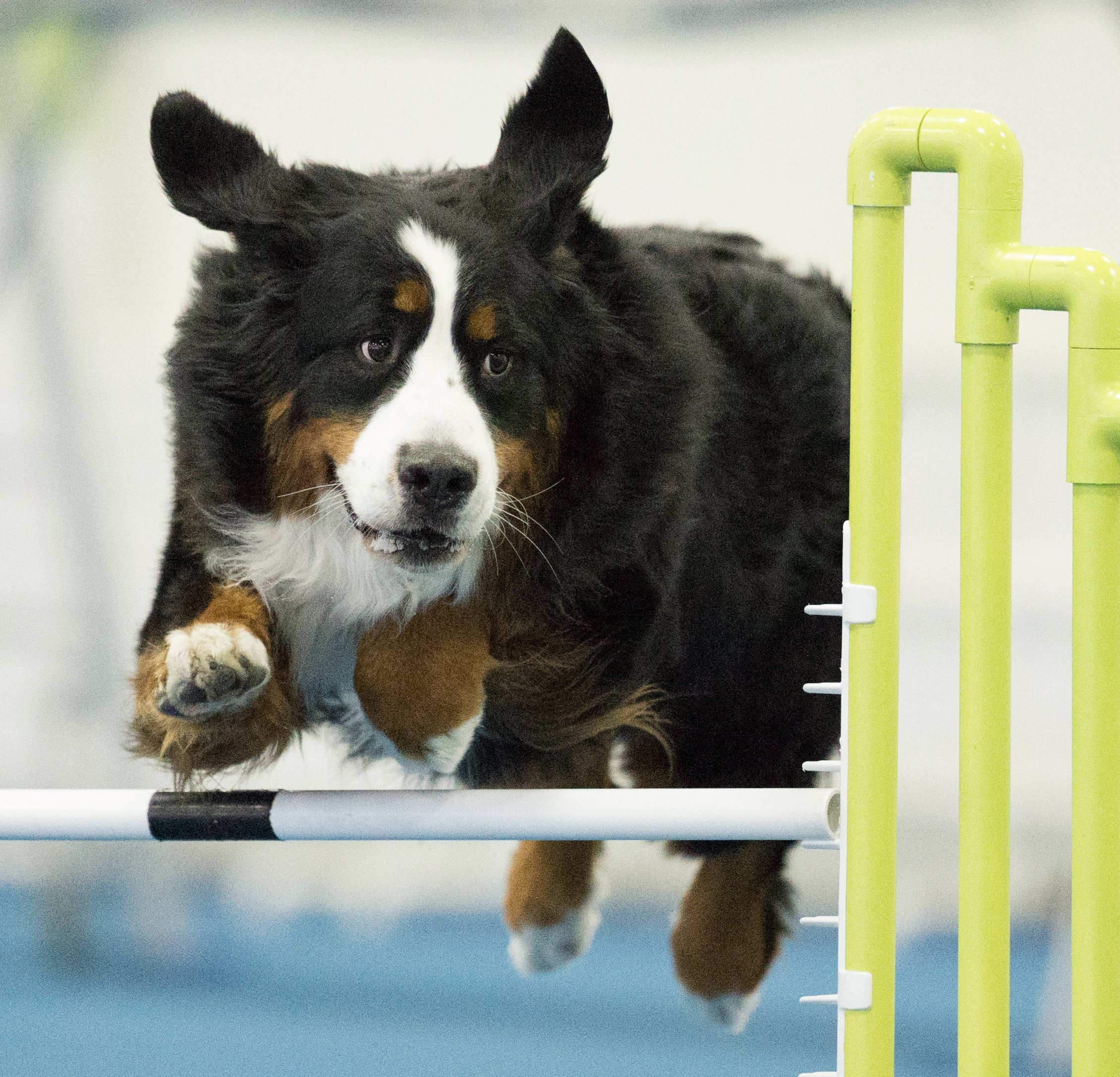 Bernese mountain hot sale dog agility