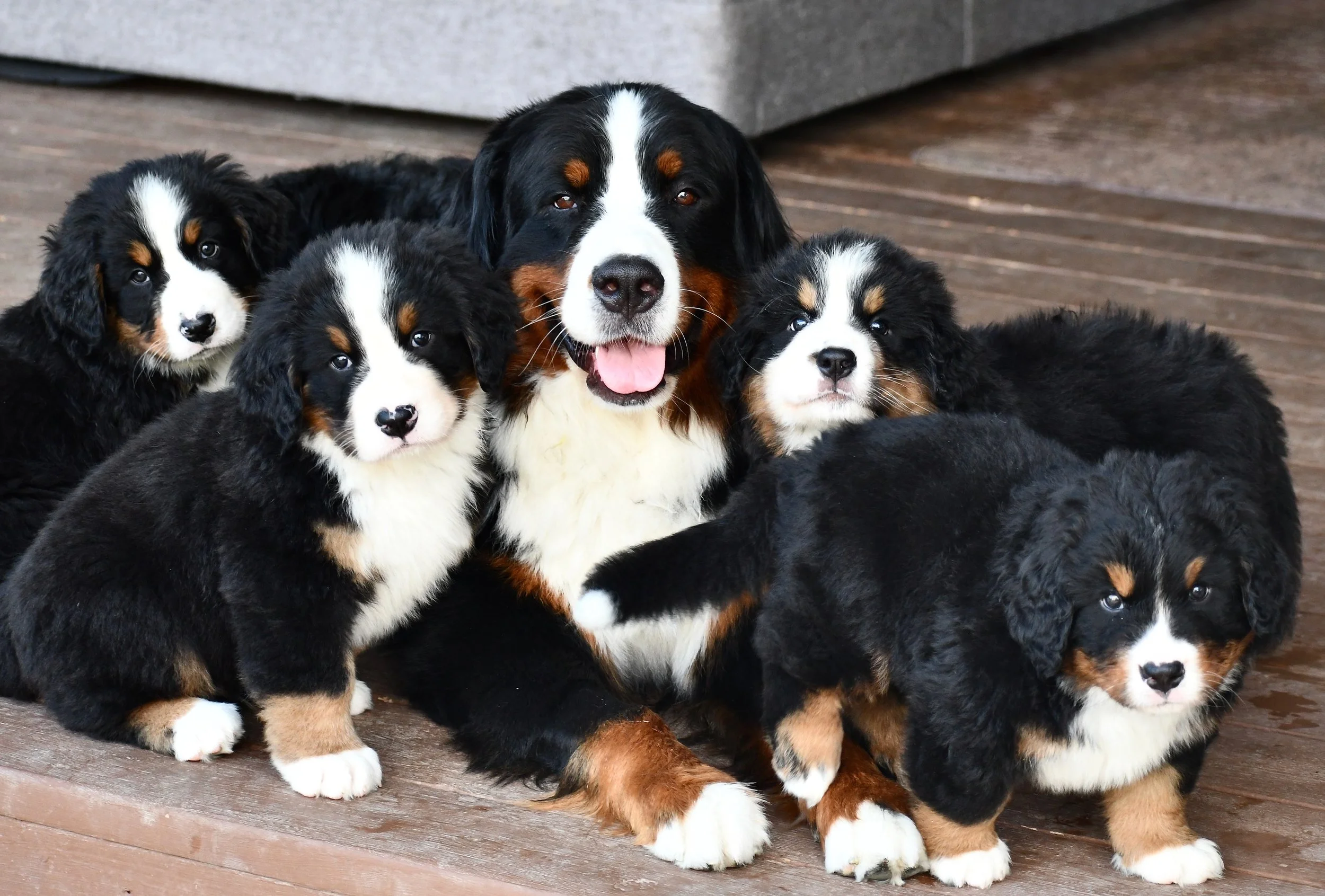 July 29 Capella and her puppies.jpeg