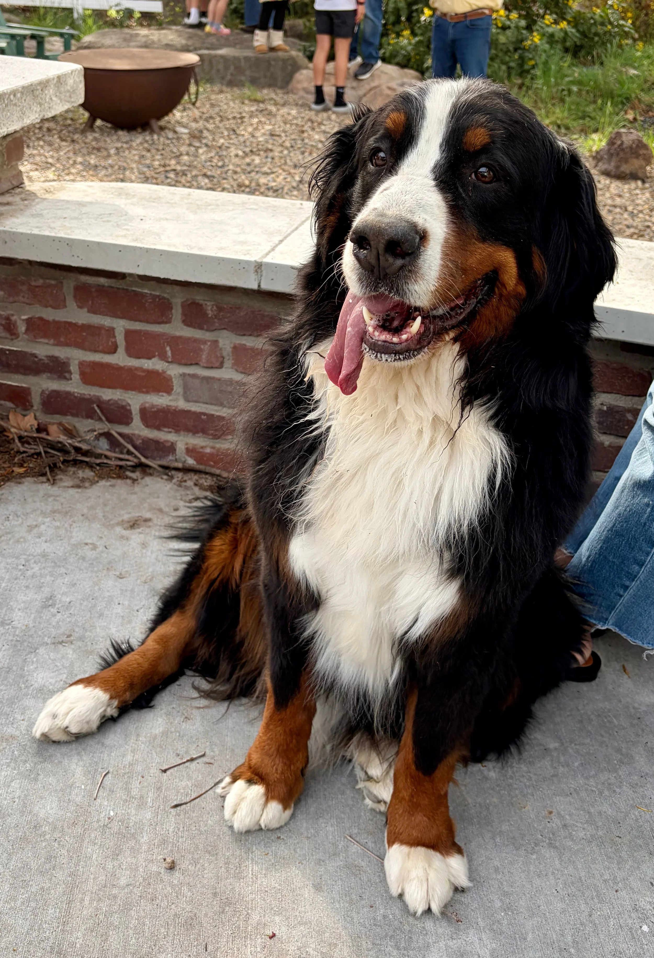 Besian Dog Peep — Kaibab Bernese Mountain Dogs