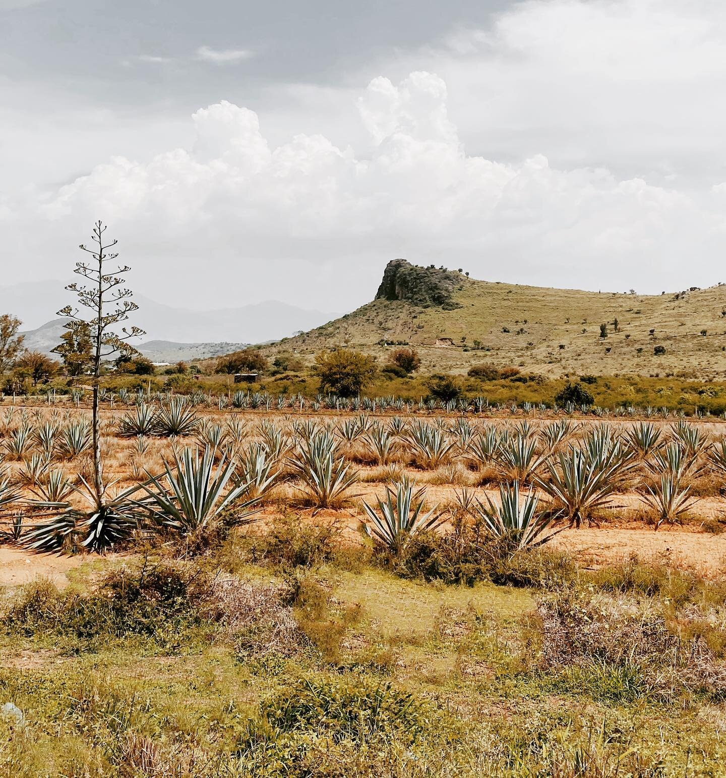 Por f&iacute;n Oaxaca