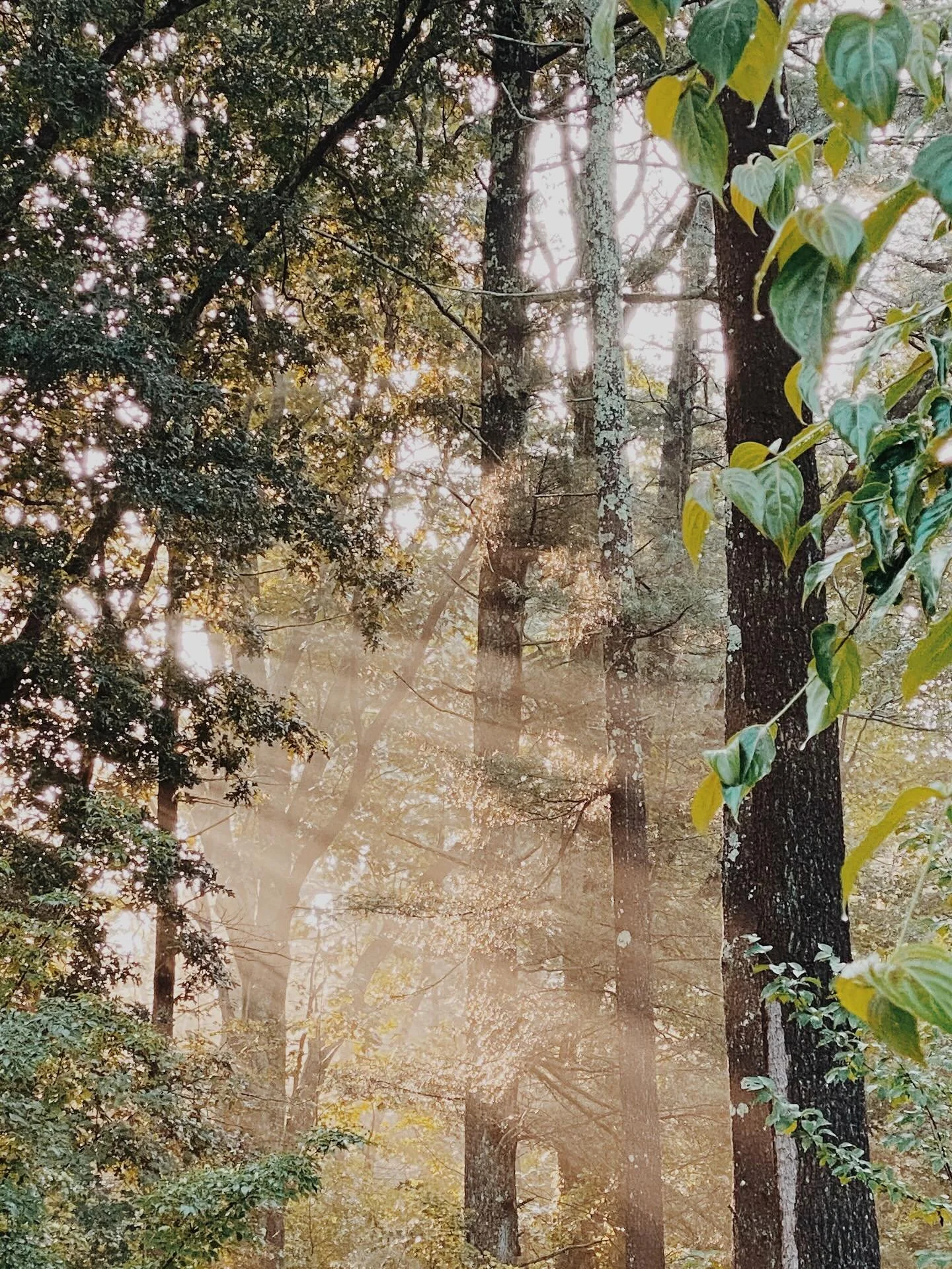 Wishing you all a nourishing summer solstice✨

Some manifestations &amp; reflections of late:

Hold close the ones you love: time has its own pace &mdash; don&rsquo;t take it for granted

Say what is true: let your needs and dreams rise without apolo