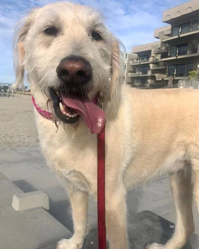 It&rsquo;s a tongue-out kind of Monday. 👅 Good job Kona &amp; Boomer, startin&rsquo; the week off Strong! 💪🏼🐶
&mdash;-
#runmypup #dogrunner #sandiego #activepups