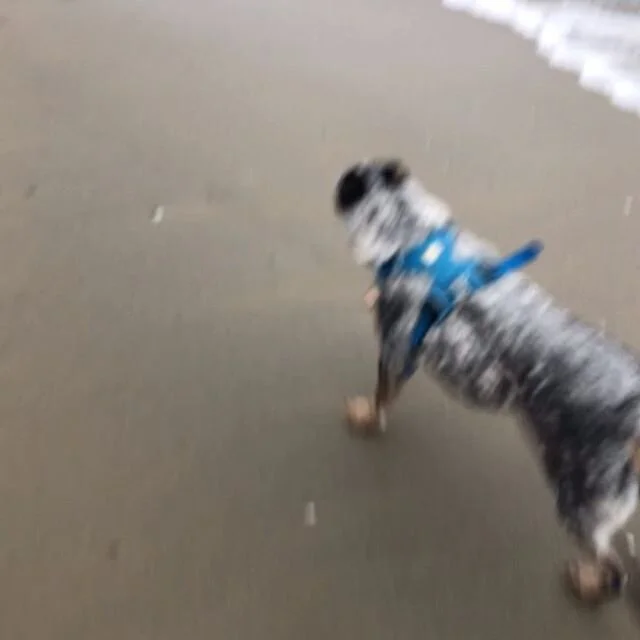 Rain? Coronavirus? Ain&rsquo;t gonna stop Cholla! 💪🏼🐶 Such a good girl! 😍
&mdash;-
#runmypup #pacificbeach #dogrunner #sandiego