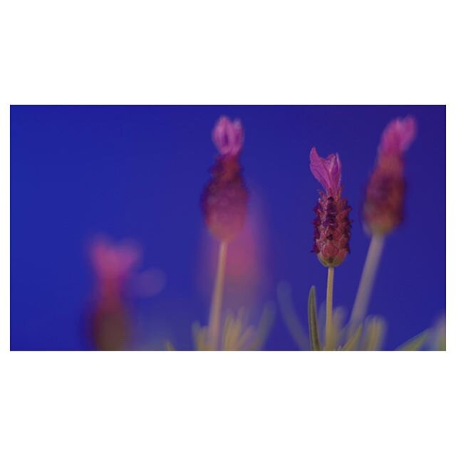 RECENT WORK: Poolroom. [feat Moody Beach]//&quot;Lavender&quot;⁠
--------------⁠
1970s giallo dance-party and psychedelia with Poolroom. (@iampoolroom) and Moody Beach (@moodybeach).⁠
--------------⁠
Panasonic EVA-1 w/ Leica-R Duclos Cine-Mod Primes 
