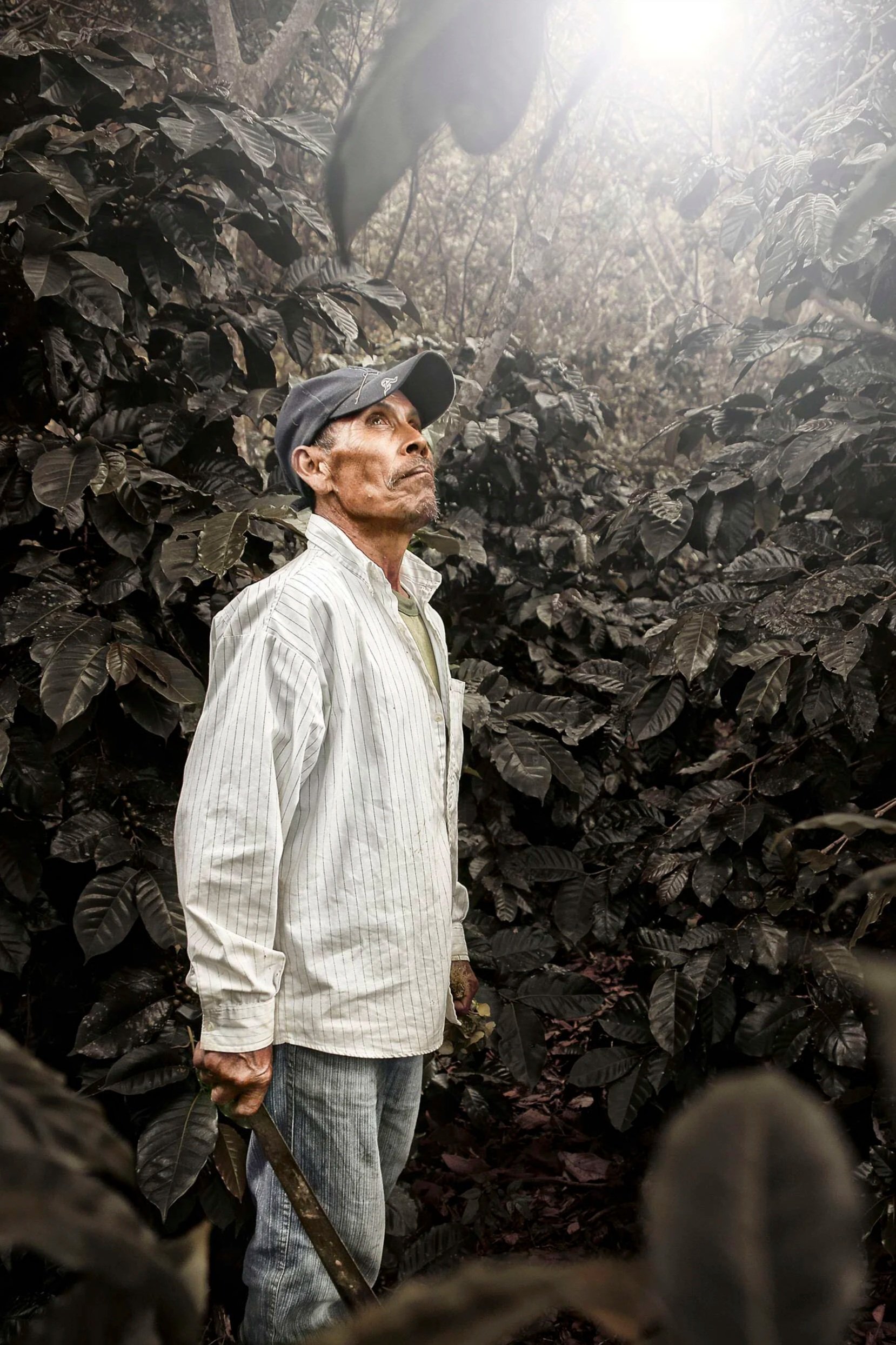 An elderly man in a striped shirt and baseball cap holding a machete in a coffee plantation, surrounded by dark leaves and sunlight overhead.