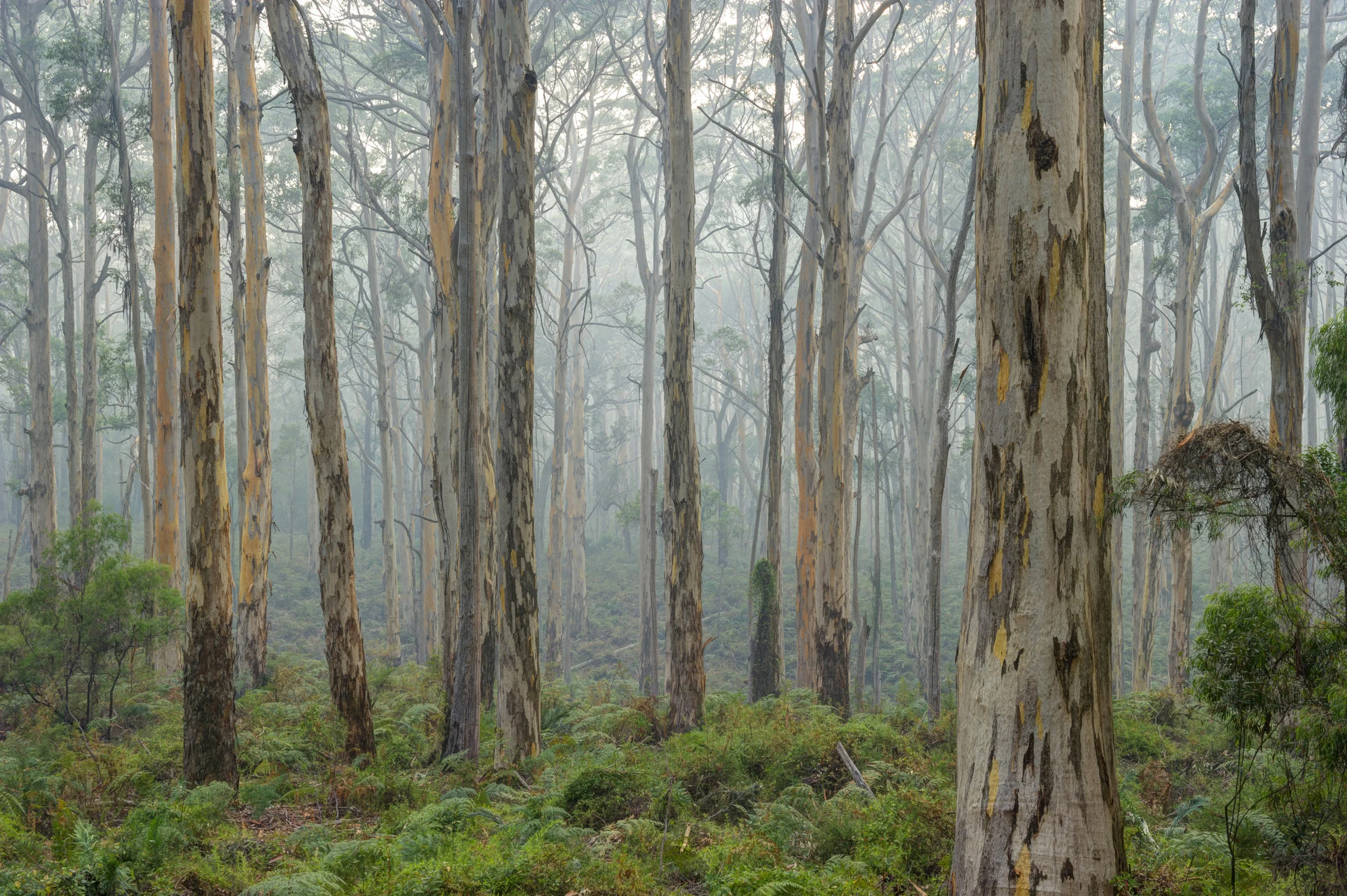 003_STOCK_BORANUP_FOREST_20120208.jpg