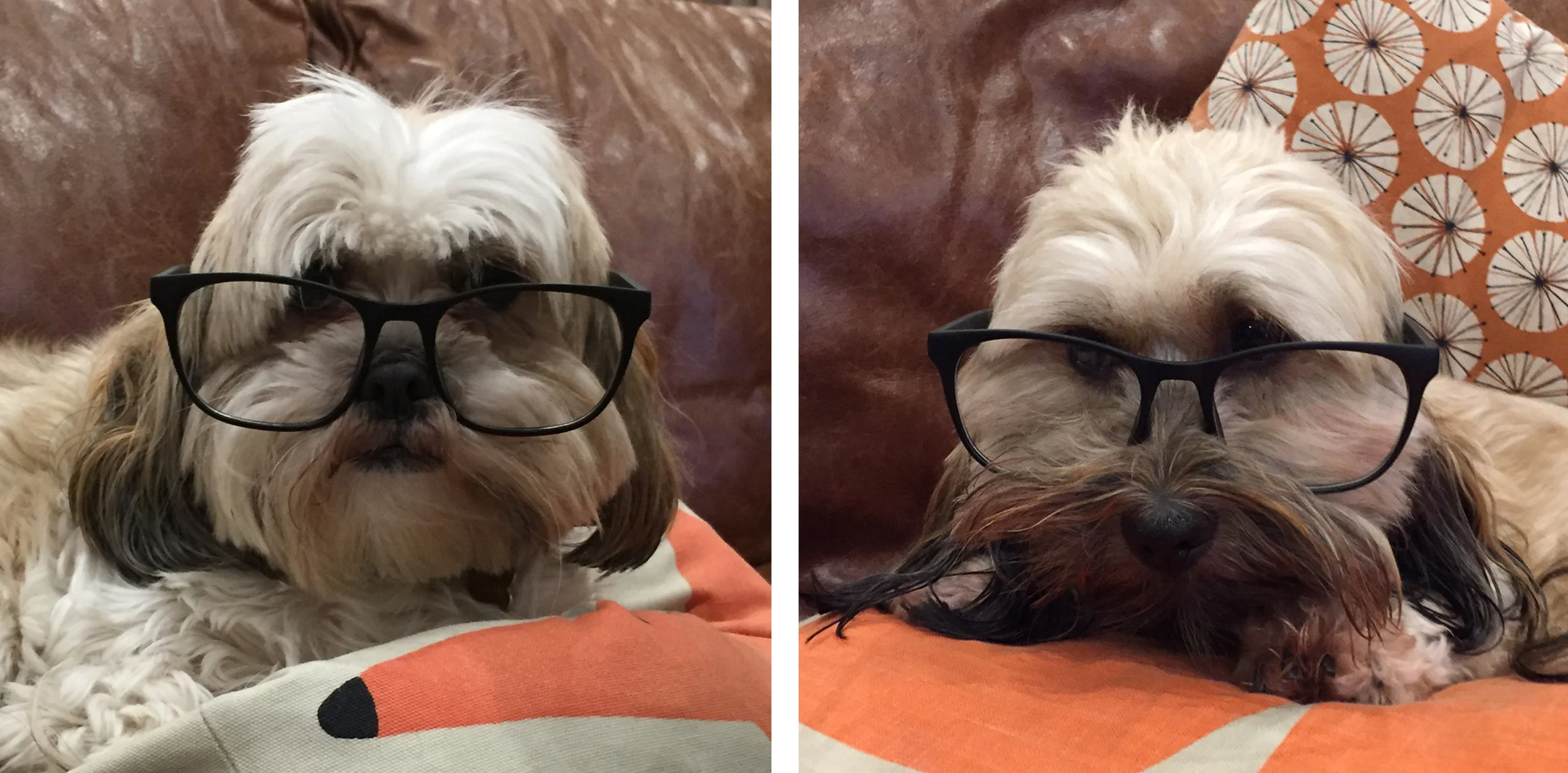 dogs.jpg