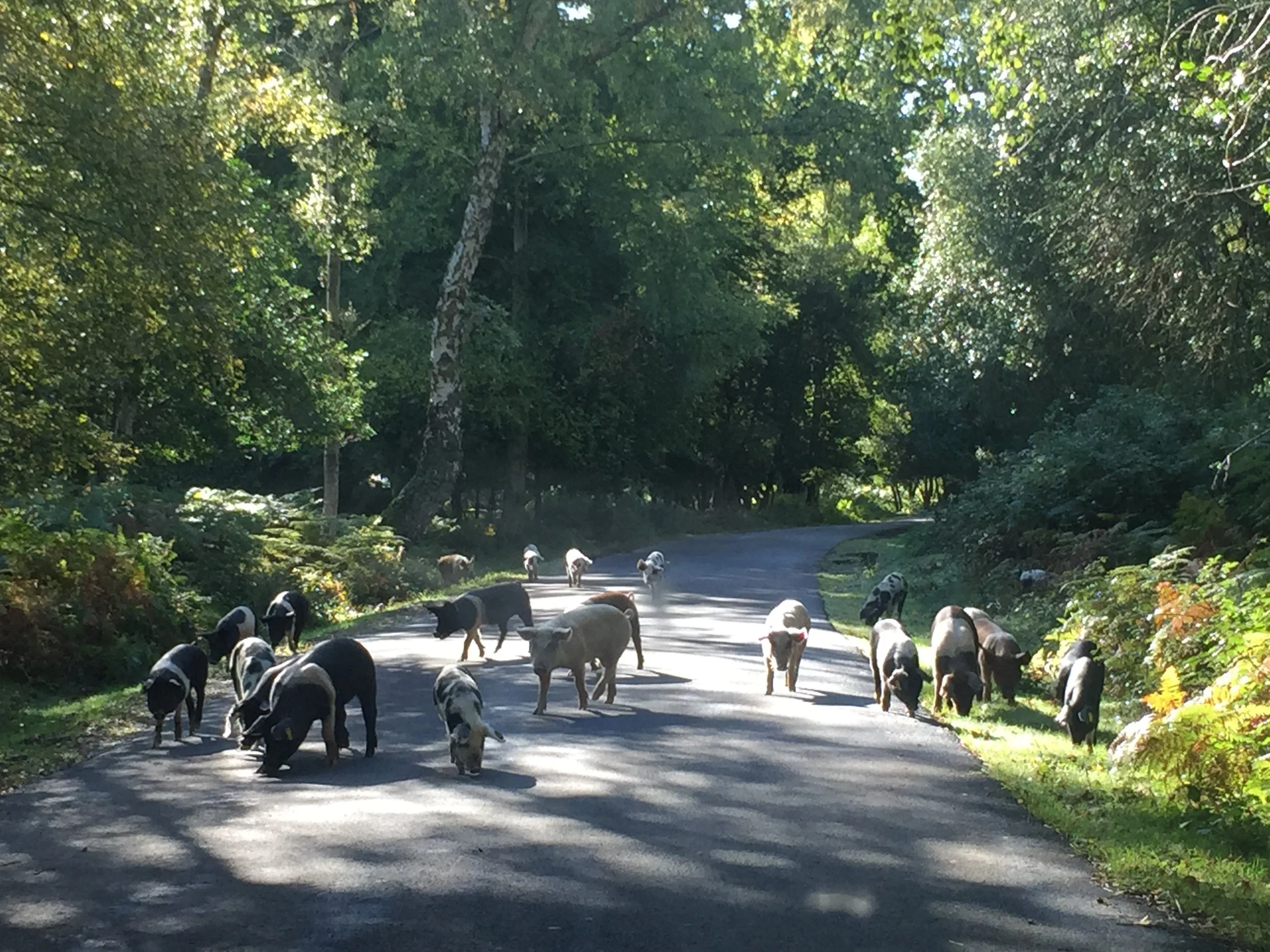Working In The New Forest Dna