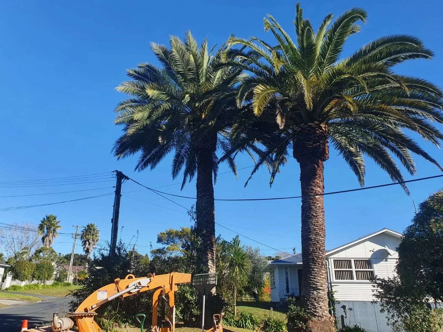 palm tidy. GreenMatter, warkworth