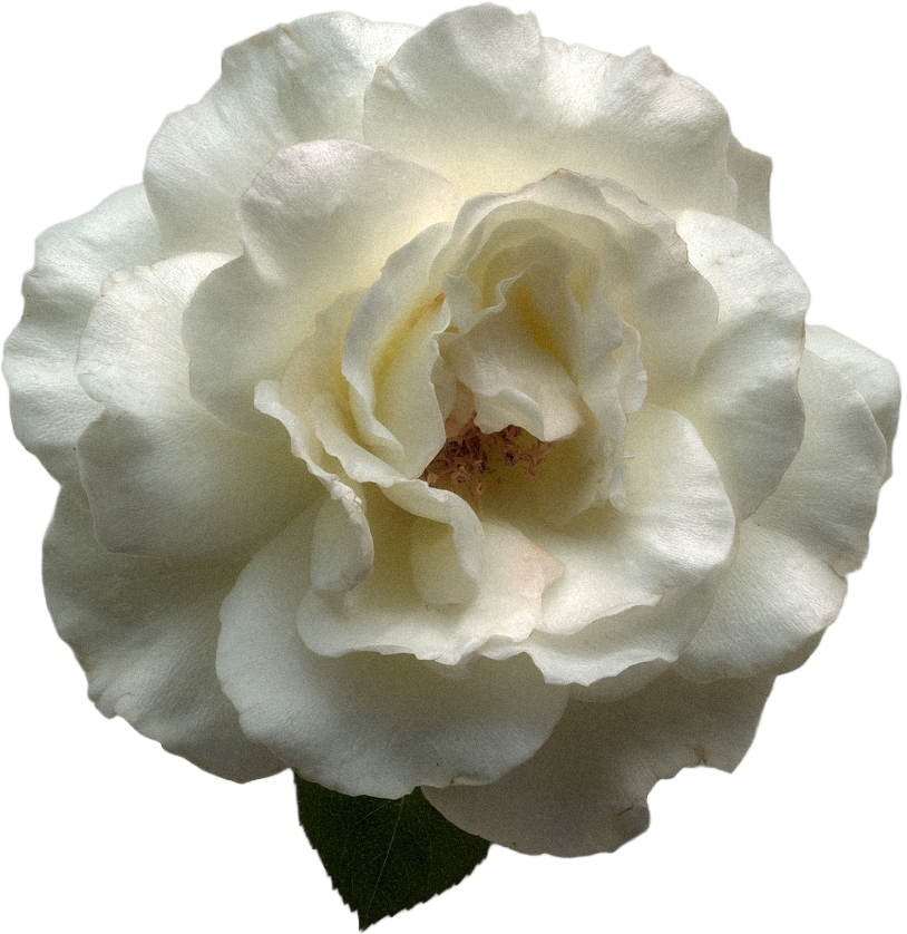 A close-up of a white rose flower with lush petals and a green leaf at the bottom.