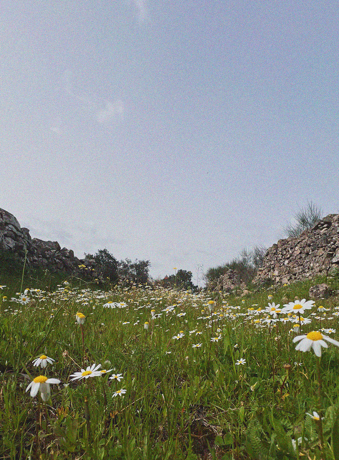 A field of daisies with rocks on either side and a partly cloudy blue sky above.