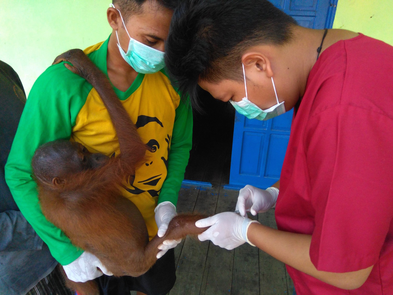 Orangutan Rescue and Release Vet with young orangutan.jpg