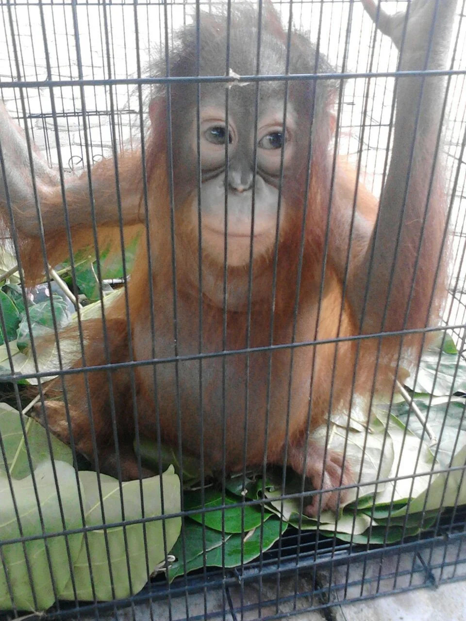 Orangutans Are Not Pets