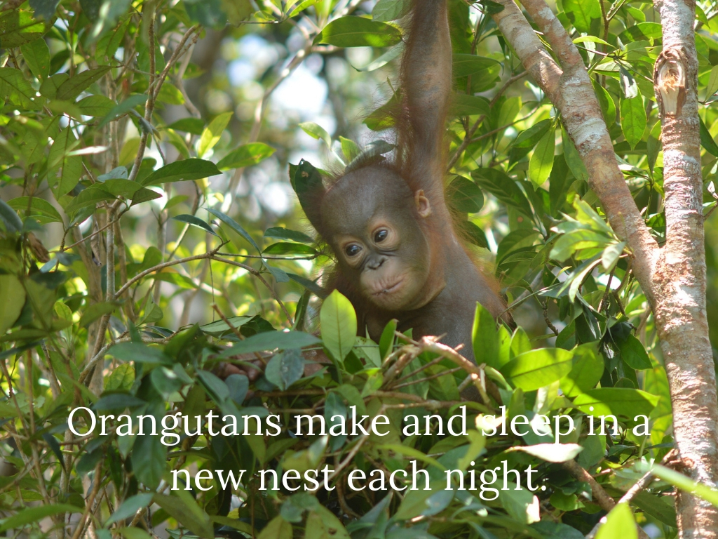 10. Orangutans make and sleep in a new nest each night..jpg