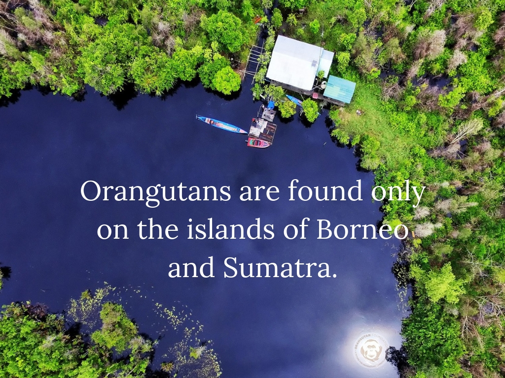 Orangutans are found only on the islands of Borneo and Sumatra..jpg