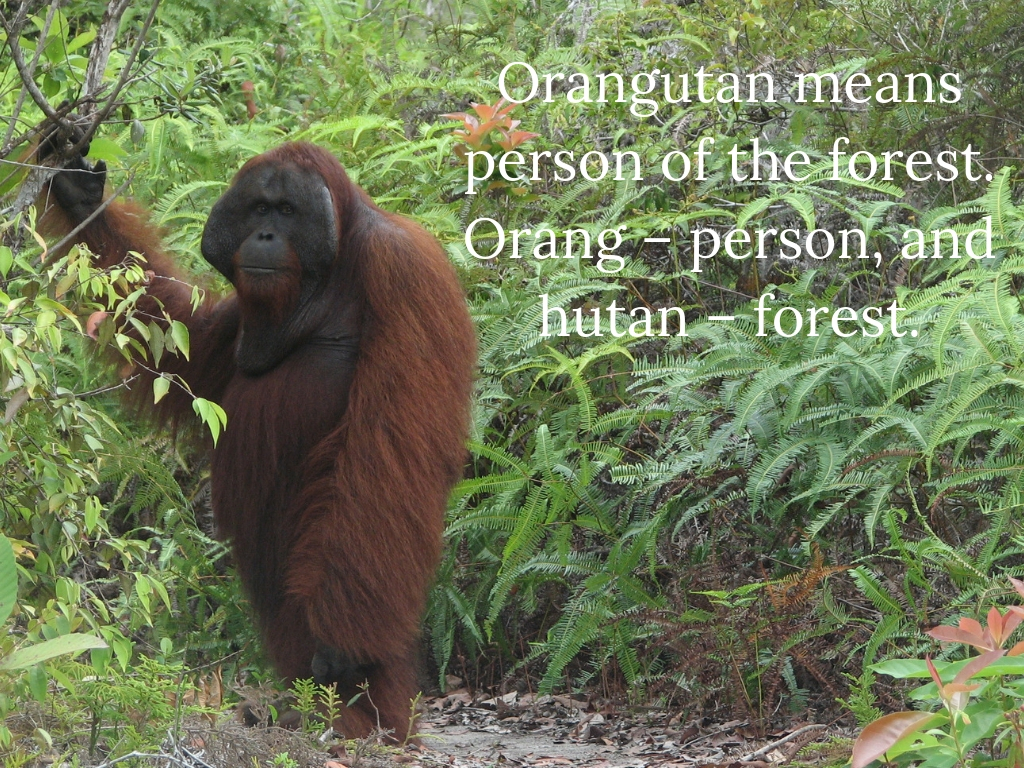 Orangutan means person of the forest. Orang – person and hutan – forest..jpg