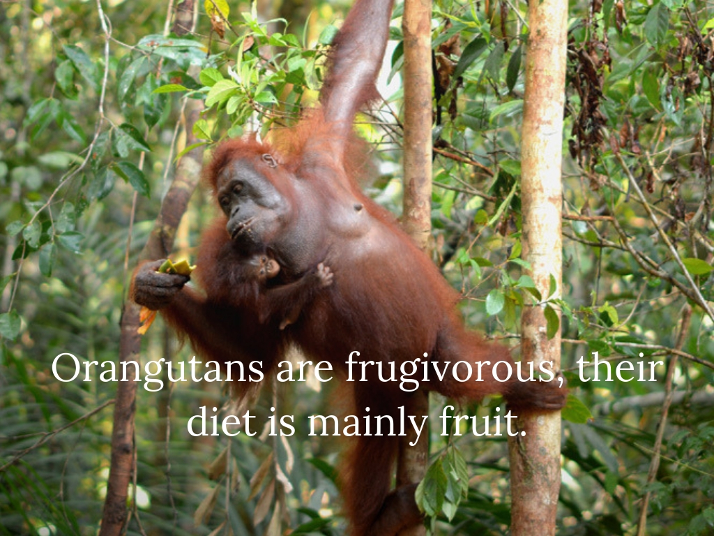 Orangutans are frugivorous, their diet comprises mainly fruit.jpg