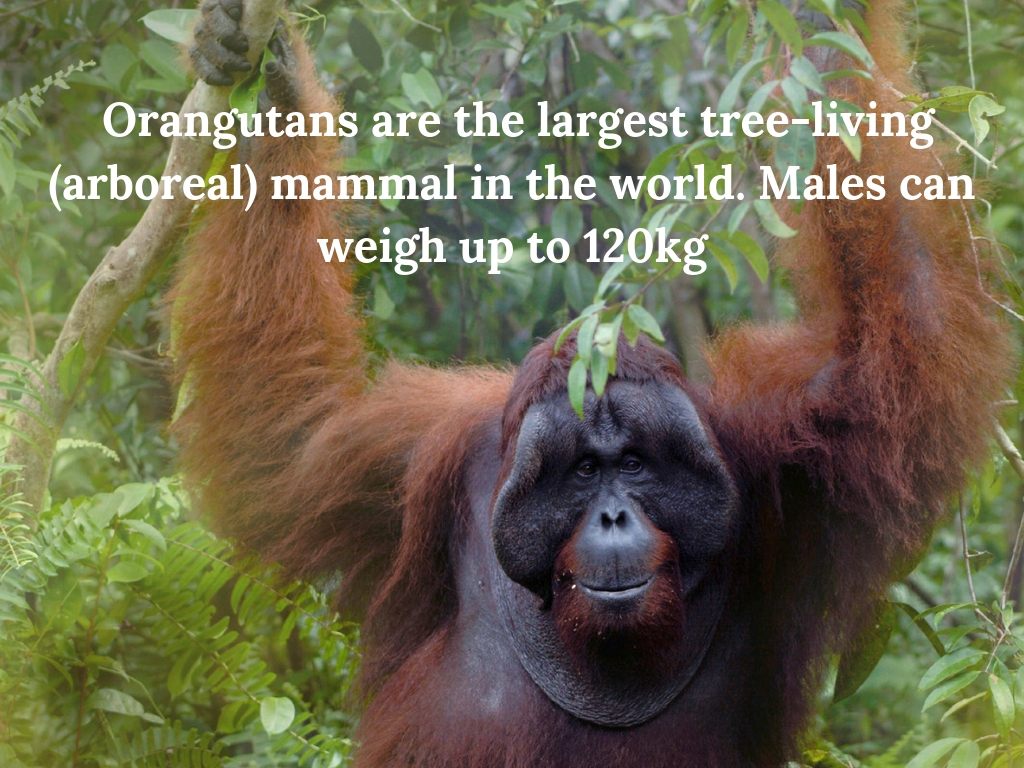 Orangutans are the largest tree-living (arboreal) mammal in the world. Males can weigh up to 120kg. (4).jpg