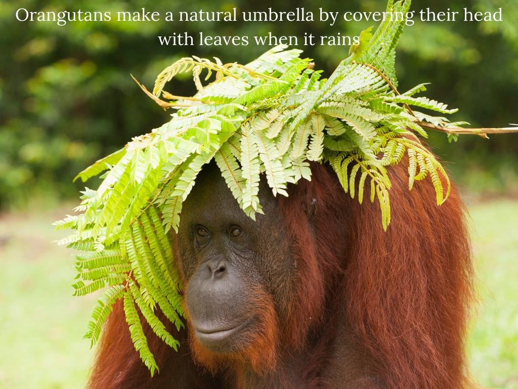 Orangutans make a natural umbrella by covering their heads with leaves when it rains.jpg