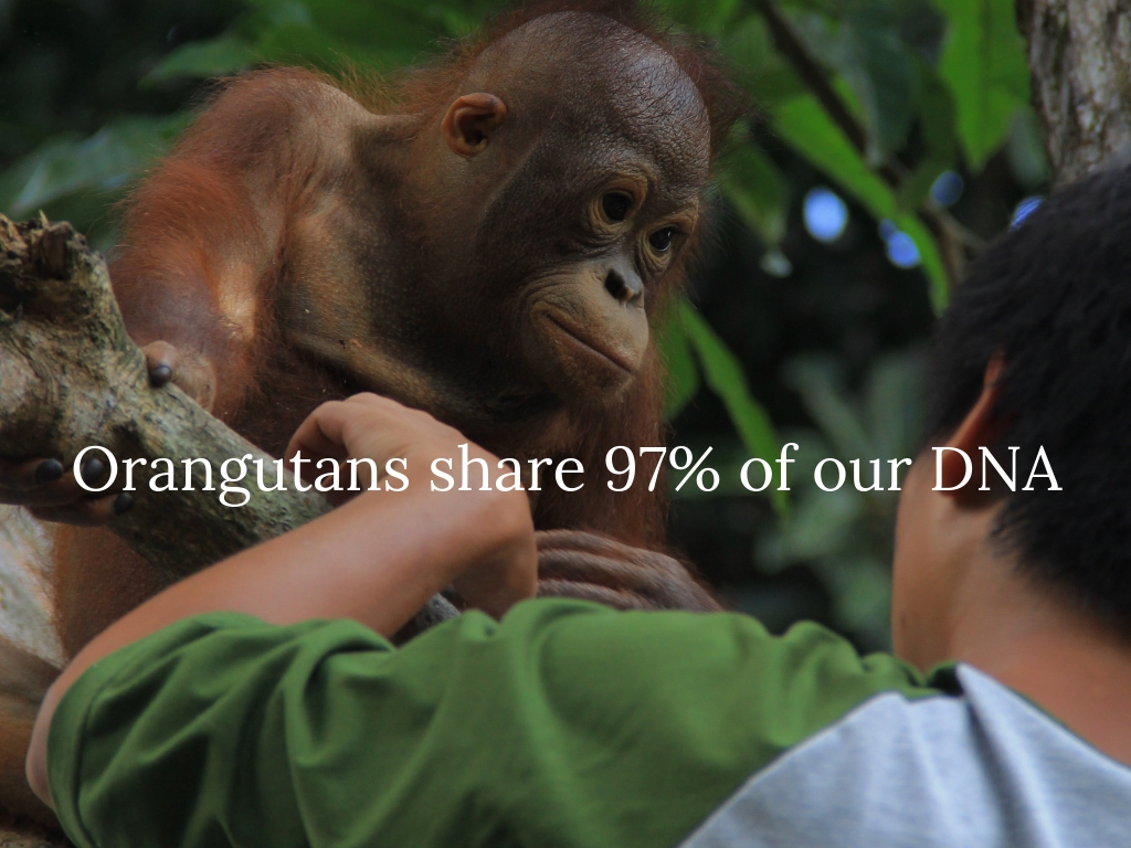 Orangutans share 97% of our DNA.jpg