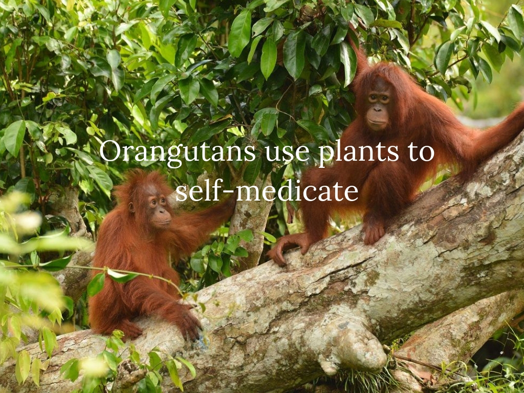 Orangutans use plants to self-medicate.jpg