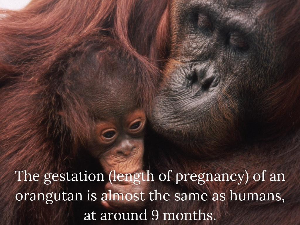 The gestation (length of pregnancy) of an orangutan is almost the same as humans, at around 9 months..jpg