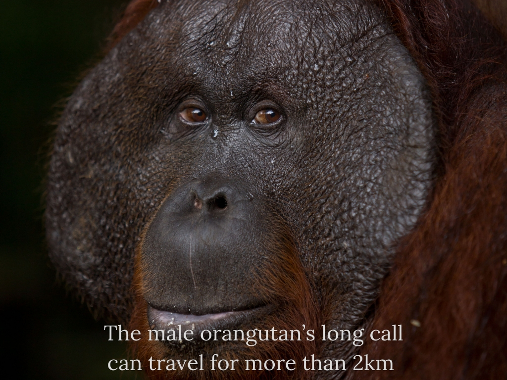 The male orangutan’s long call can travel more than 2km (listen to it here)..jpg