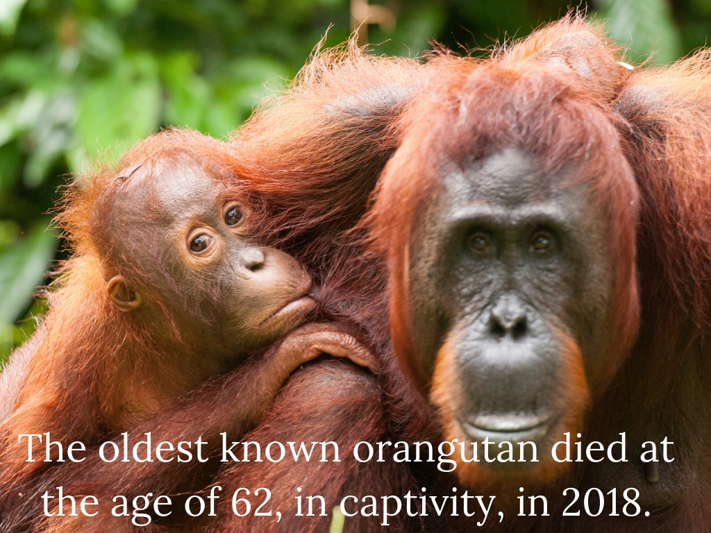The oldest known orangutan died in 2018 at the age of 62.jpg