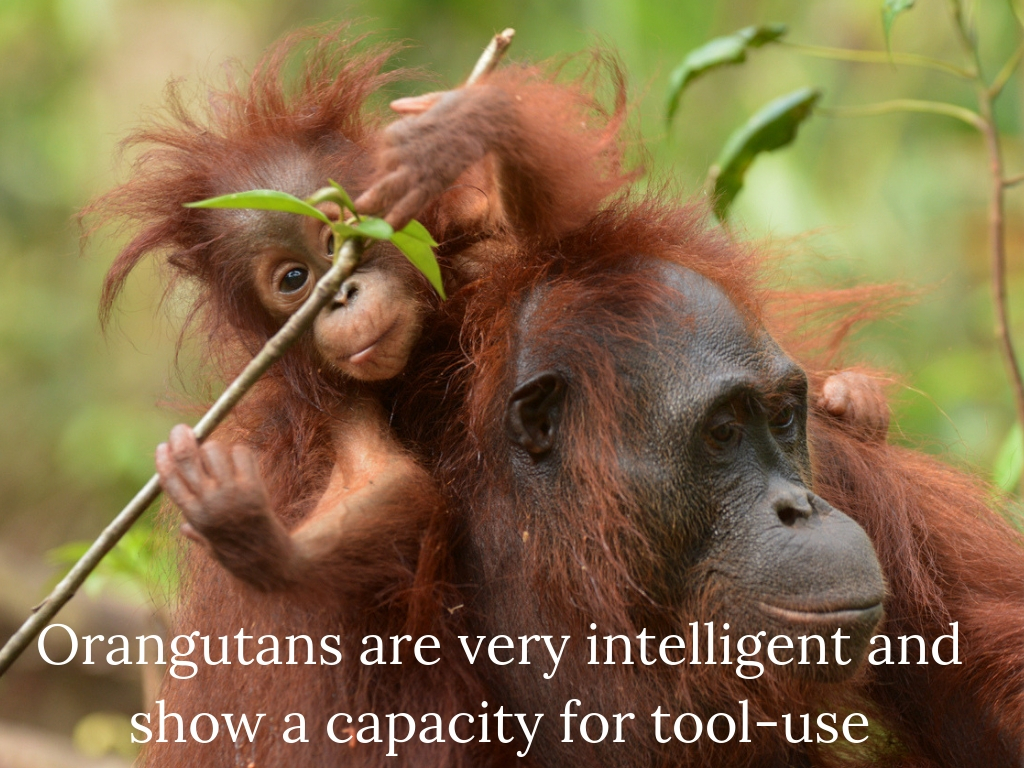 4. Orangutans are very intelligent and show a capacity for tool-use.jpg