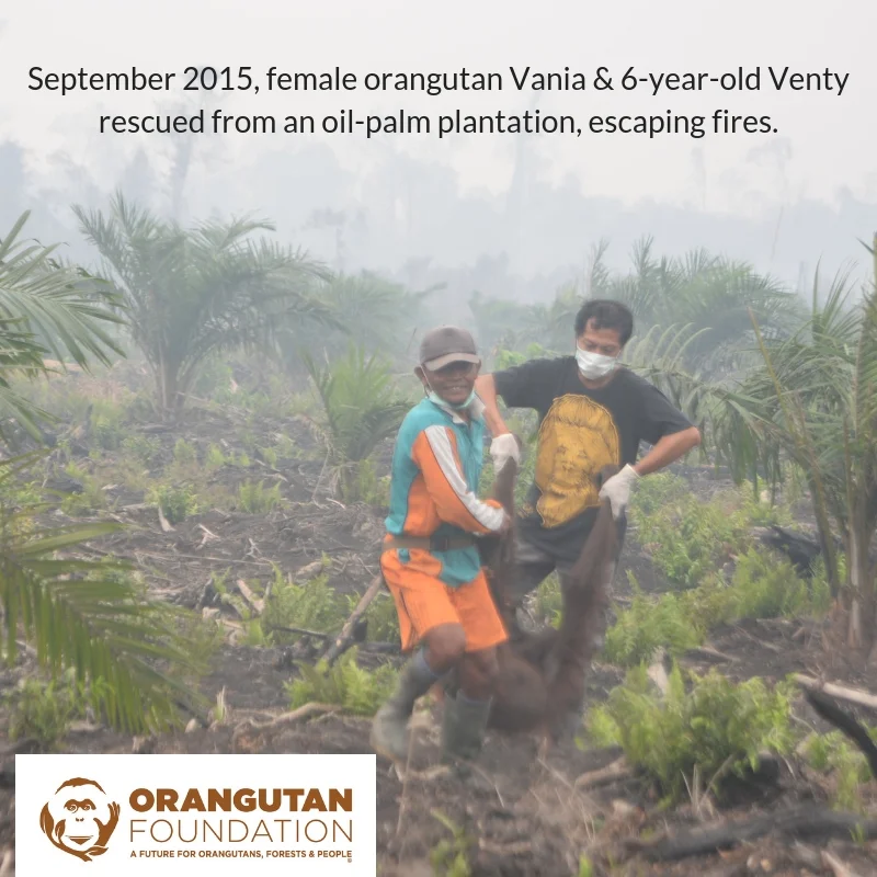 Hope for orangutans and their forest home