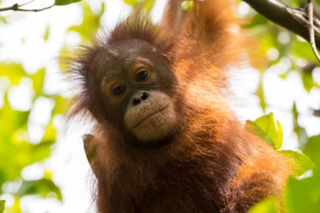 Make an Online Donation to the Orangutan Foundation 