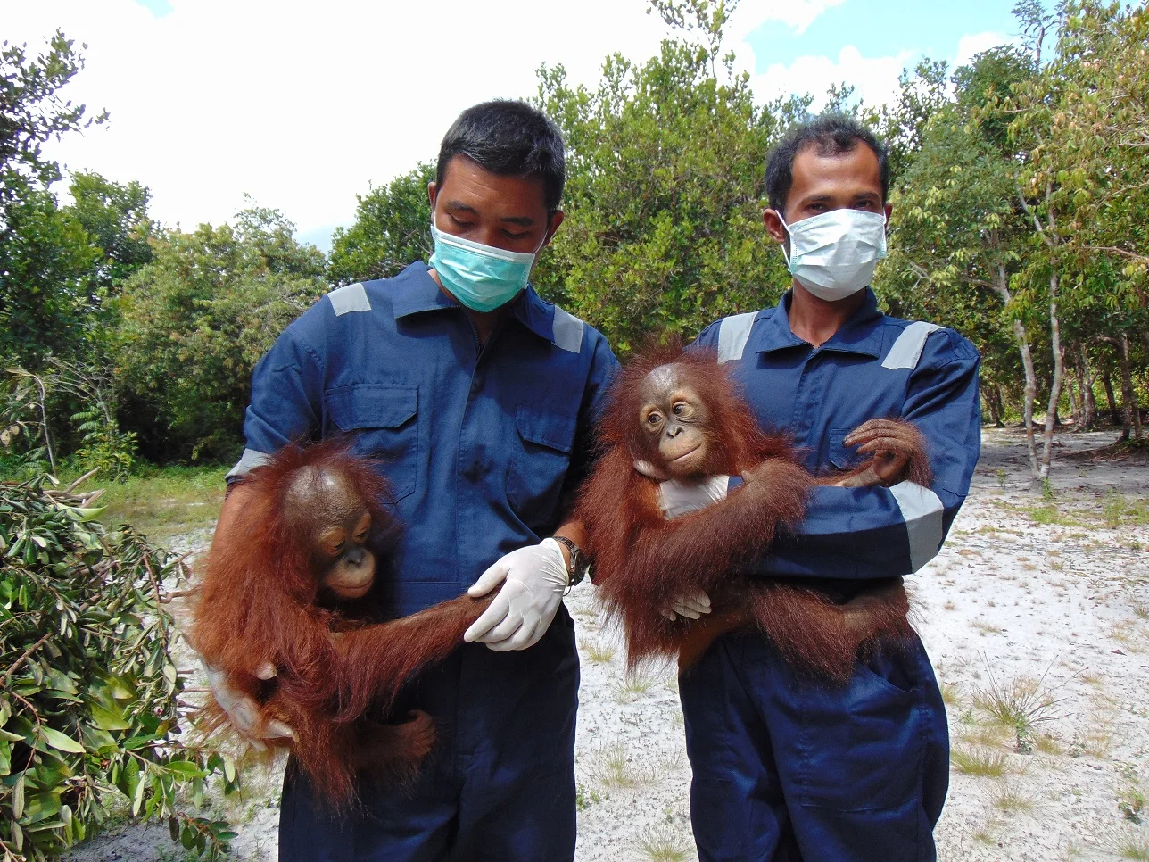Orphaned orangutans Adib (left) and Mona (right) with Orangutan Foundation field assistants.