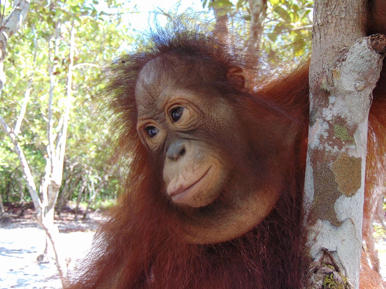 Timtom was only 9 months old when she was rescued, now 3.5 years, she likes to play with Adib and Mona.