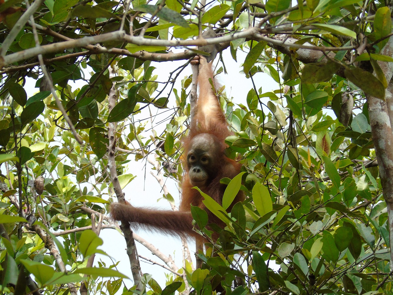 Nyunyu was kept as a pet for 2 years but she still has a wild spirit and is the most adventurous of the orangutans at Camp JL.