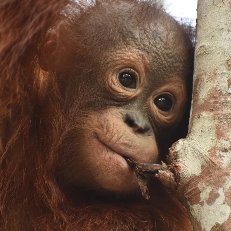 Orphaned orangutan Mona November 2018
