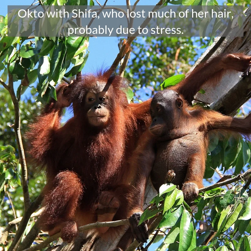 Okto with Shifa, who.jpg