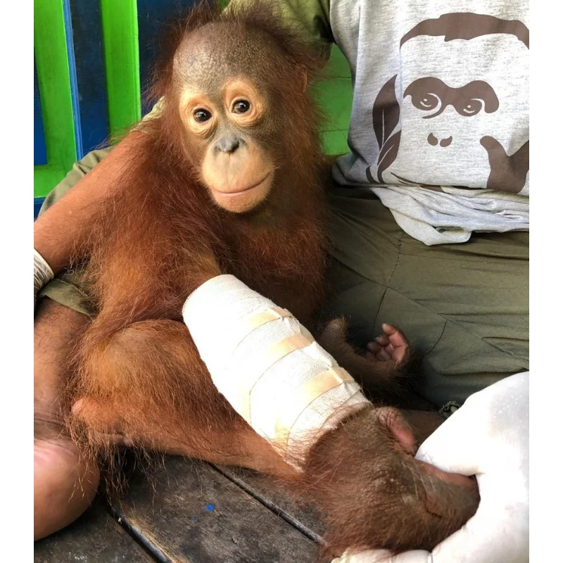 Young orphaned orangutan Adib fell and broke his arm