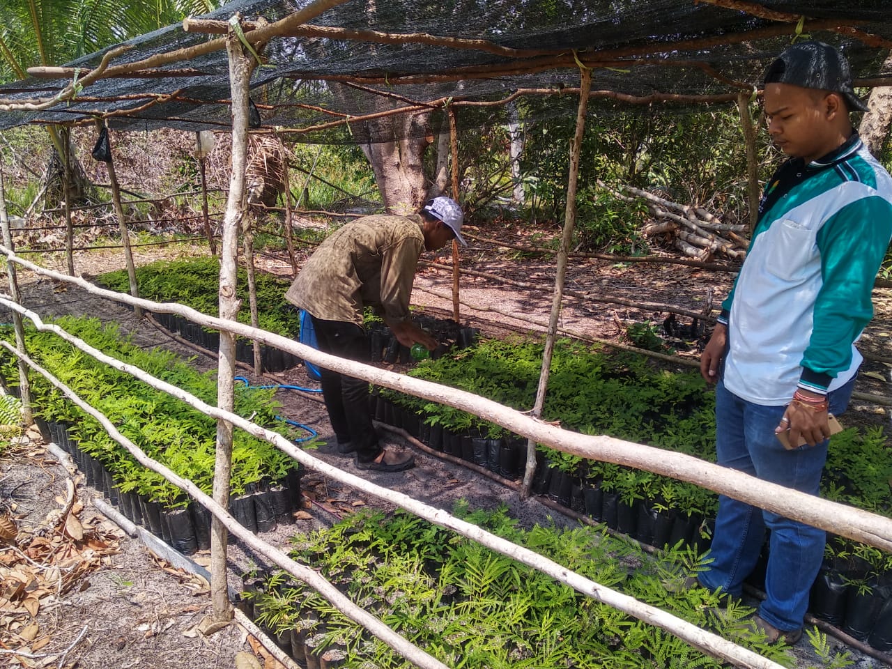 Farmers nurturing sengon seedlings for planting out.