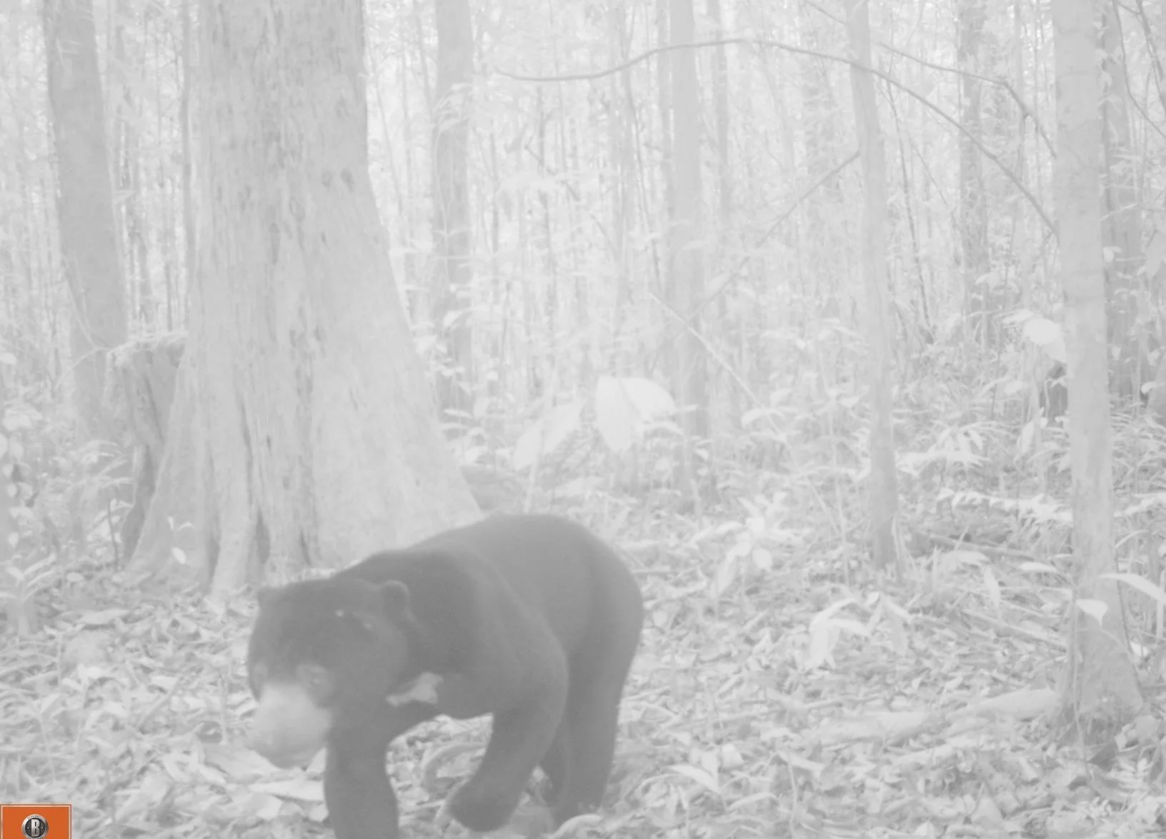 Sun bear