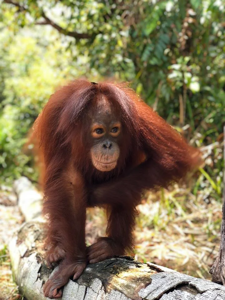 Orangutan E-adoption Adib