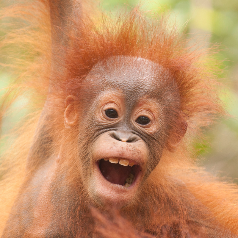 2. Young Bornean orangutan by Ian Wood