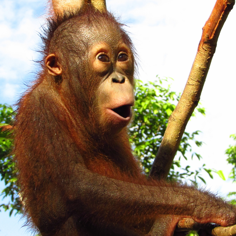 4. Lovable orphaned orangutan Endut. Orangutan Foundation