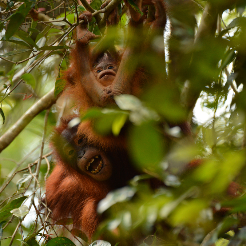 6. Two's trouble in the trees! Orangutan Foundation
