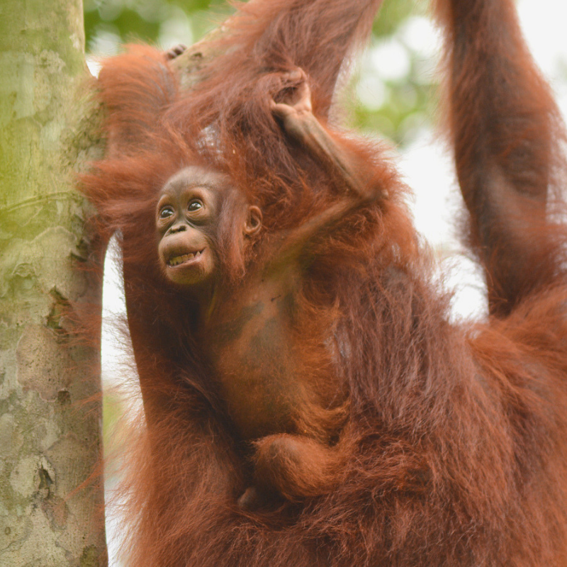 7. Piggybacking backwards! Orangutan Foundation