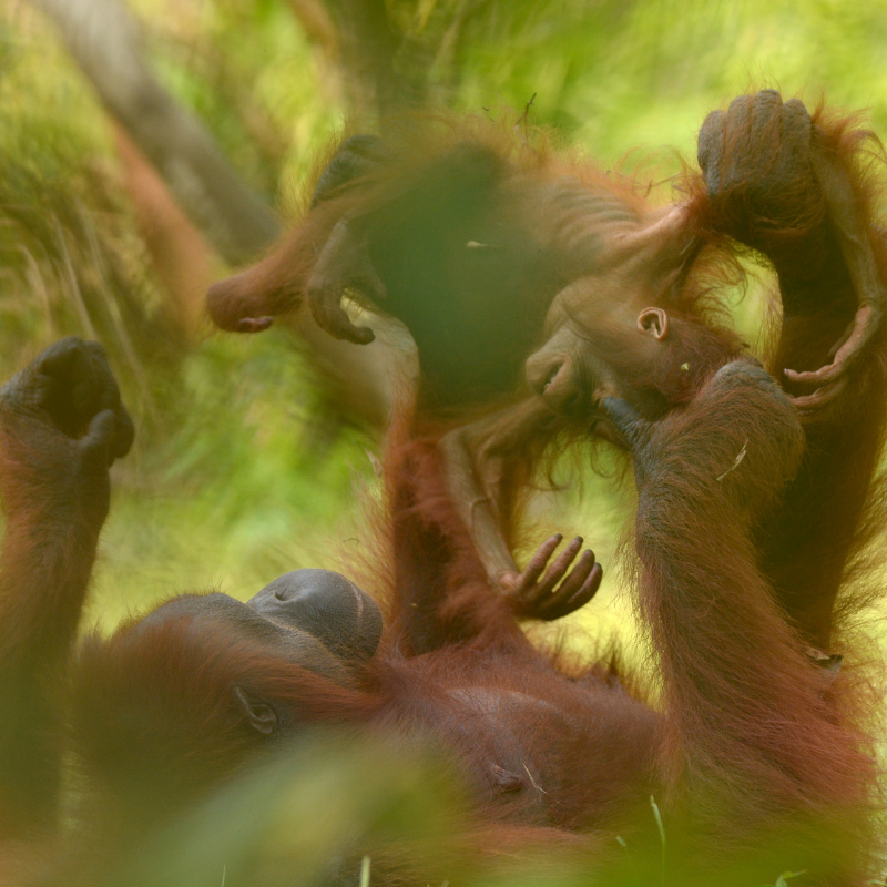 3. Rough and tumbles. Orangutan Foundation