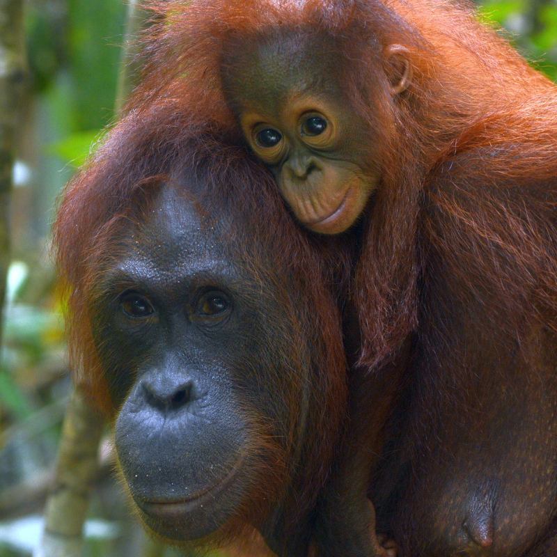 8. Big beautiful eyes. Orangutan Foundation