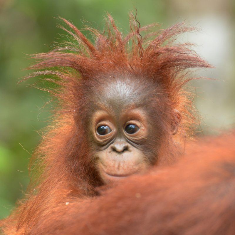 10. Cool hair! Orangutan Foundation